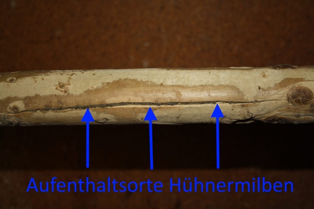 Typische Aufenthaltsorte der Hühnermilben finden