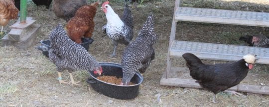 Was fressen Hühner? - Artgerechtes Hühnerfutter