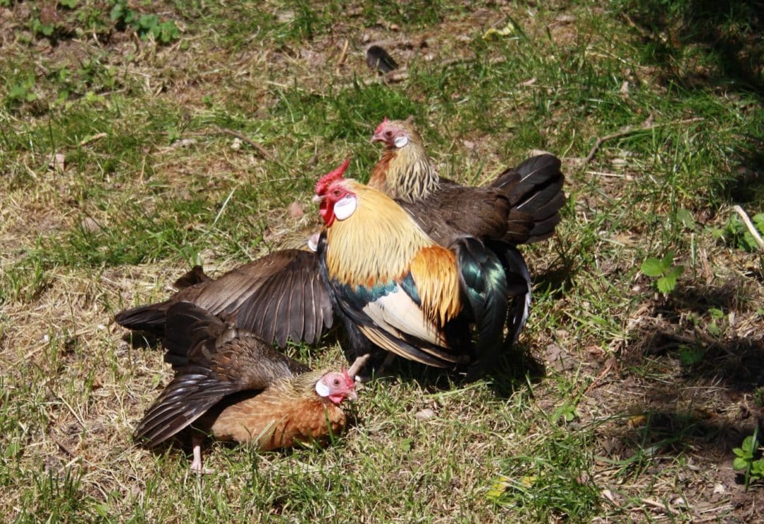 Zwerghühner in der Sonne