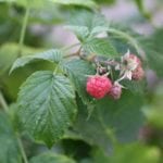 Himbeeren als Leckerbissen