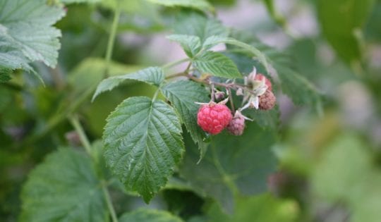 Himbeeren als Leckerbissen