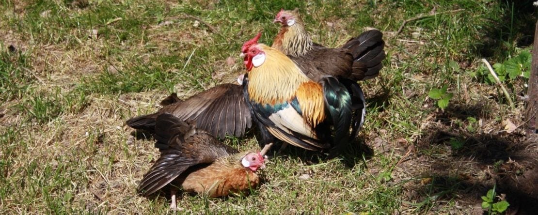 Hühnerstall für 5 Hühner