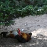 Pflanzen im Hühnerauslauf