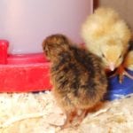 Richtige Bruttemperatur bei Hühnern