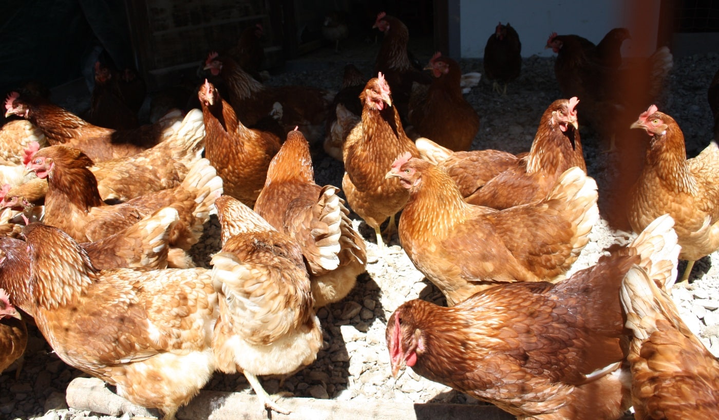 Warum legen Hühner Eier? - Huehner-Hof.com beantwortet eure Fragen