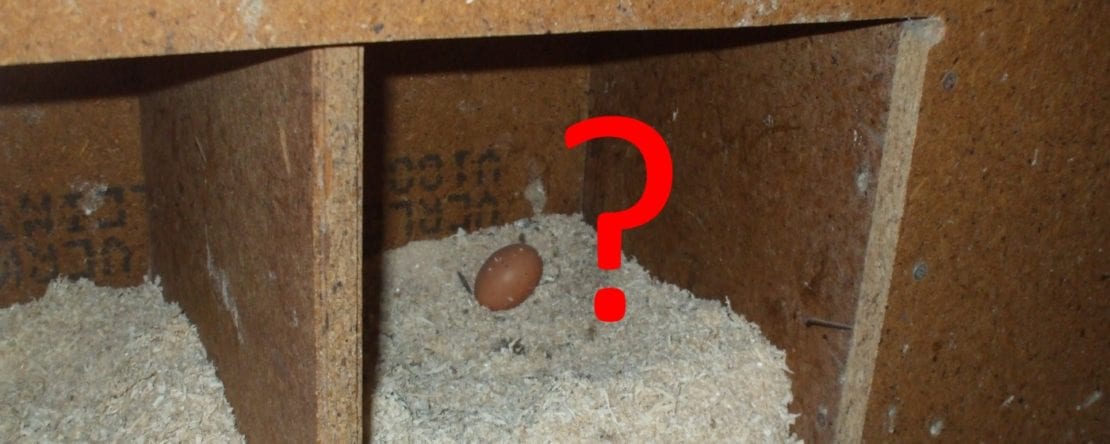 Warum legen Hühner Eier