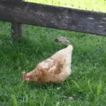Wie viel Platz braucht ein Huhn?