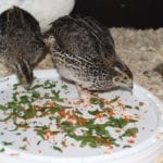 Gemüse und Kräuter als Ergänzung zum Wachtelfutter