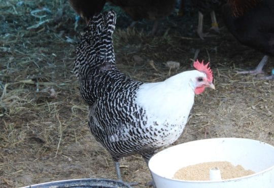 Hühnerfutter gegen milben - Die besten Hühnerfutter gegen milben verglichen!