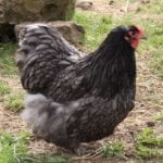 Cochin Hühner