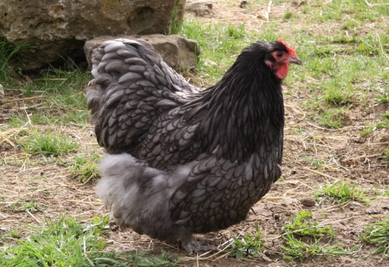 Cochin Hühner Robuste und sehr friedliche, große Familienhühner