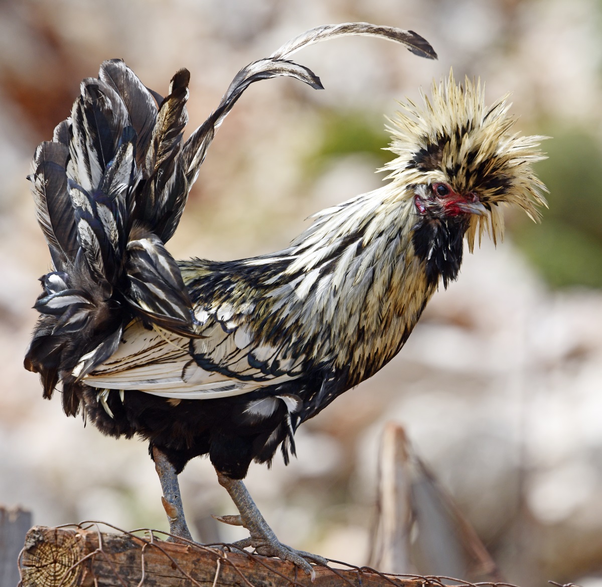 Houdan Hühner Mit Vollhaube und Schmetterlingskamm eine Rarität