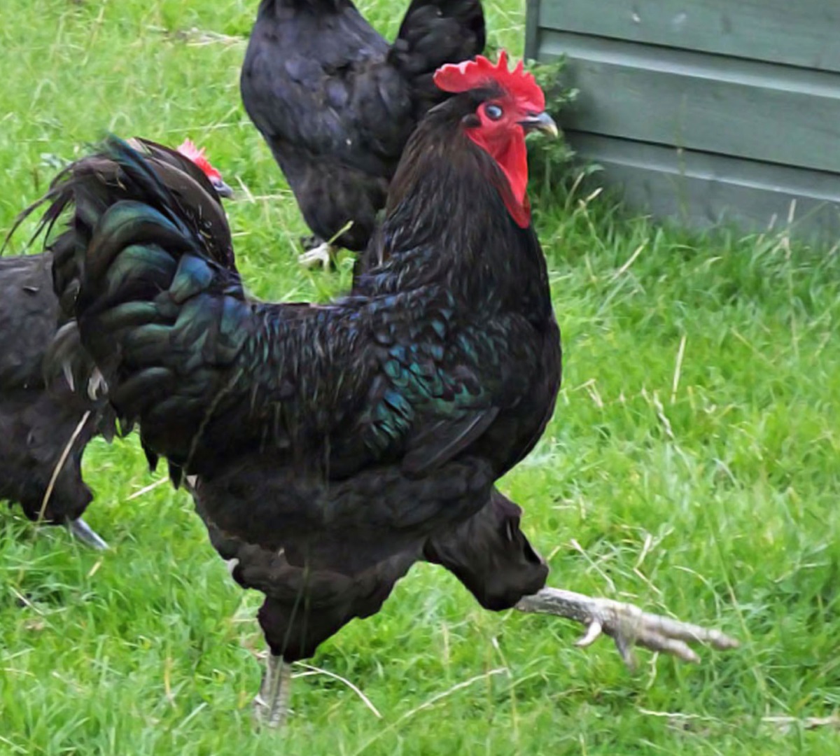 Jersey Giant Hühner: Riesenhühner mit Ausdruck und guter Leistung
