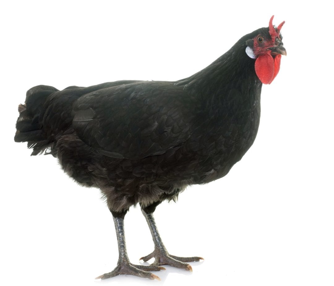 Australorps So friedlich das sích selbst die Hähne untereinander vertragen