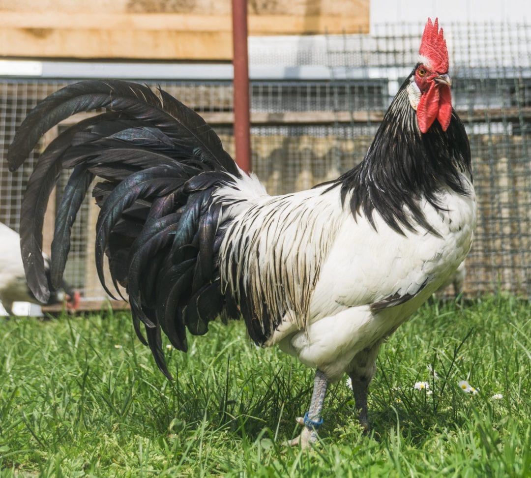 Mechelner Huhn Der Urvater heutiger Masthybriden Delikatesse