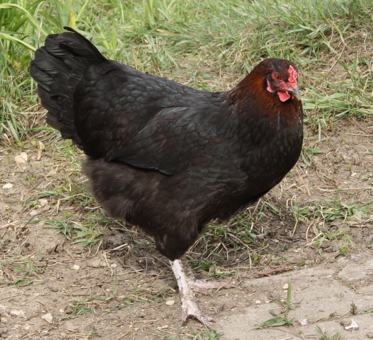 Marans Legen Eier In Schokoladenfarbe Super Huhnerrasse Fur Anfanger