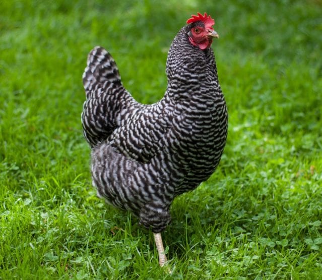 Plymouth Rock Hühner So friedlich das sich sogar Hähne vertragen