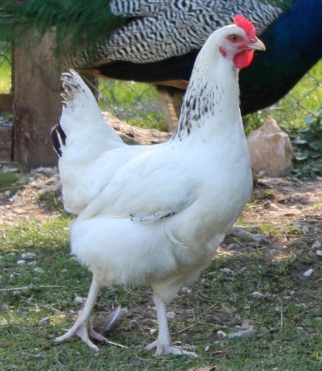 Bielefelder Kennhuhn Ruhig Robust Und Fur Anfanger Gut Geeignet