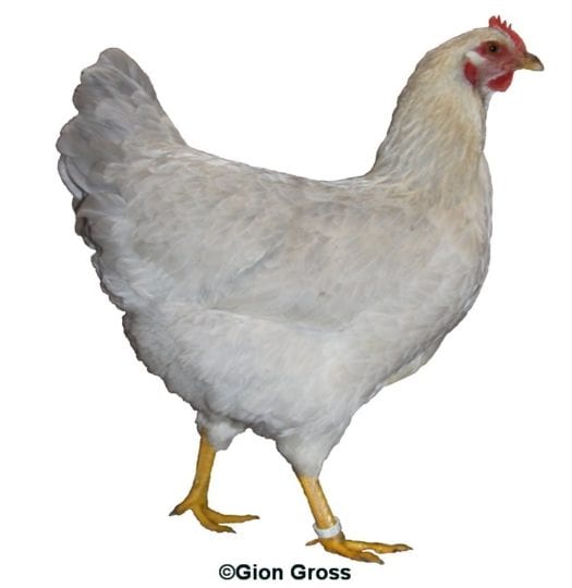Welsumer Hühner Rasse