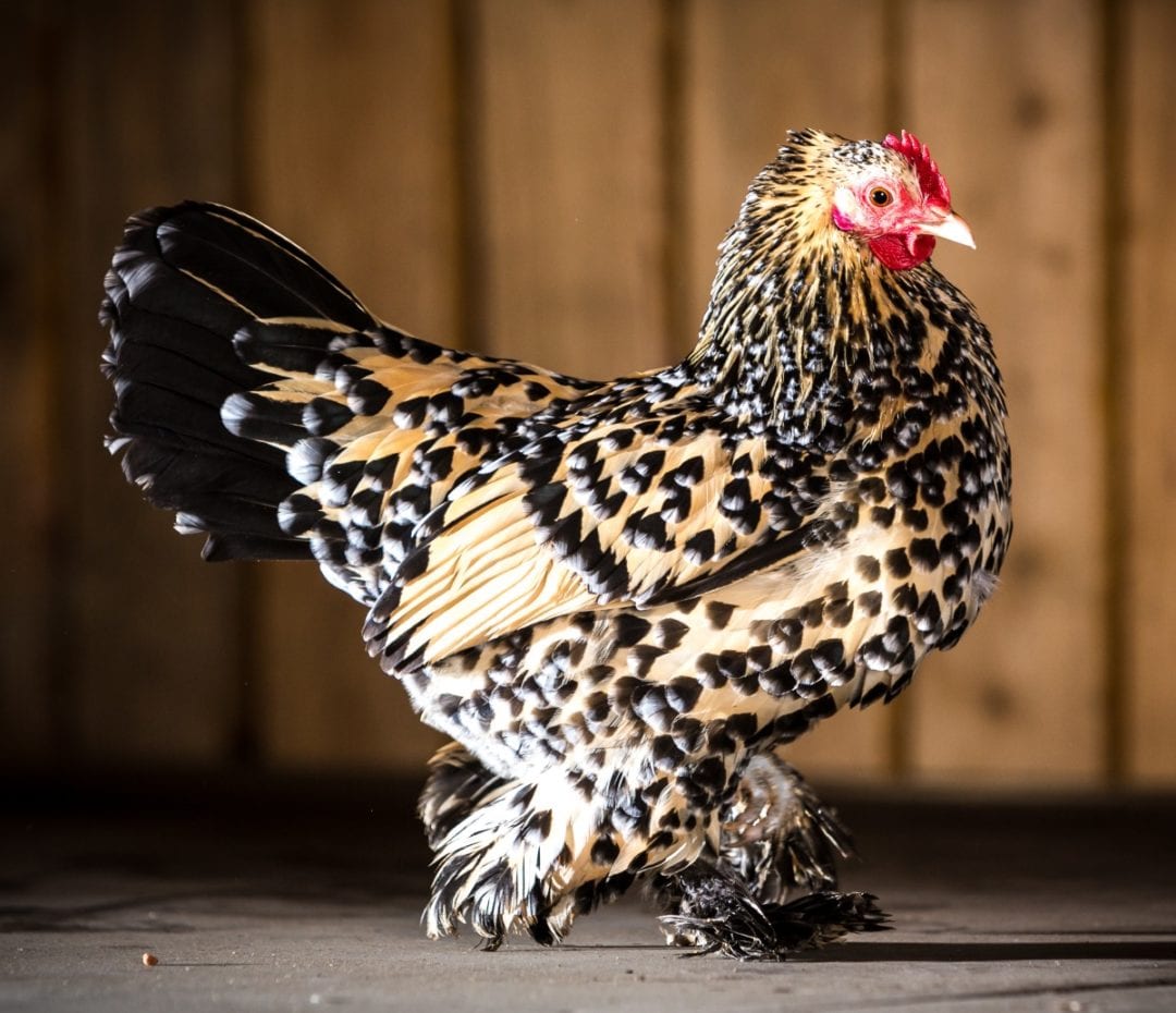 Holländische Zwerghühner - Quirrlige und frohwüchsige Familienhühner