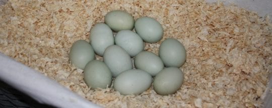 Grüne Eier - Hühnerrassen