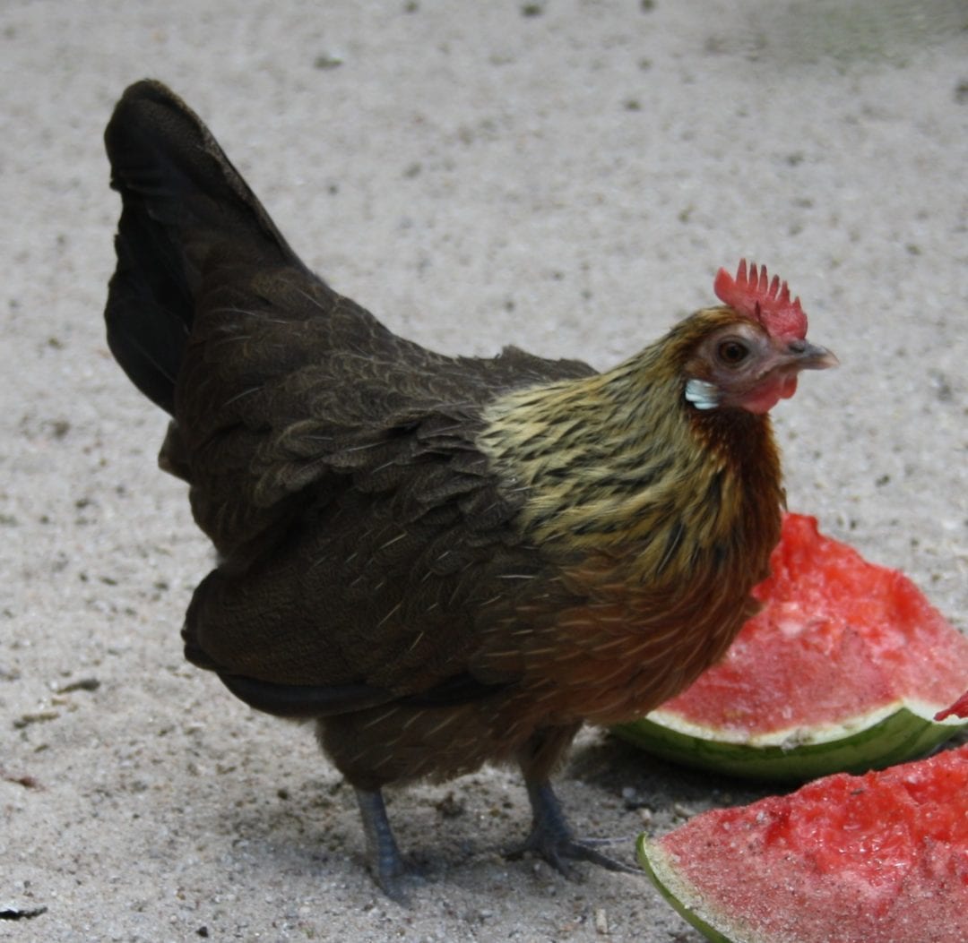 Bayerische Landzwerge: Eier, Legeleistung, Haltung, Fliegen Bayerische Landzwerge: Eier, Legeleistung, Haltung, Fliegen