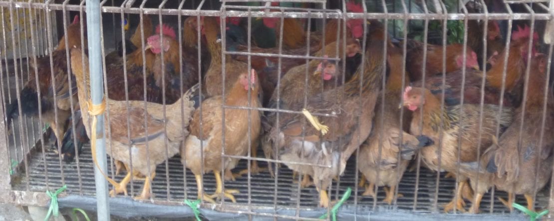 Ist Käfighaltung bei Hühnern verboten?