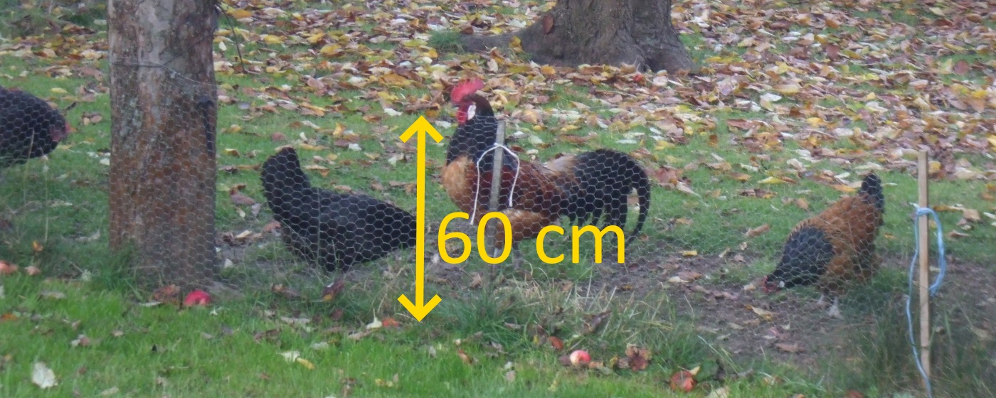 Können Hühner fliegen? Einige ja, doch von was hängt das genau ab?