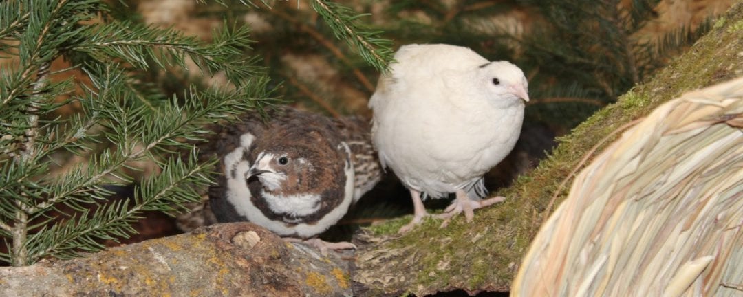 Enten halten im eigenen Garten Wir erklären in 10 Minuten wie es geht!!