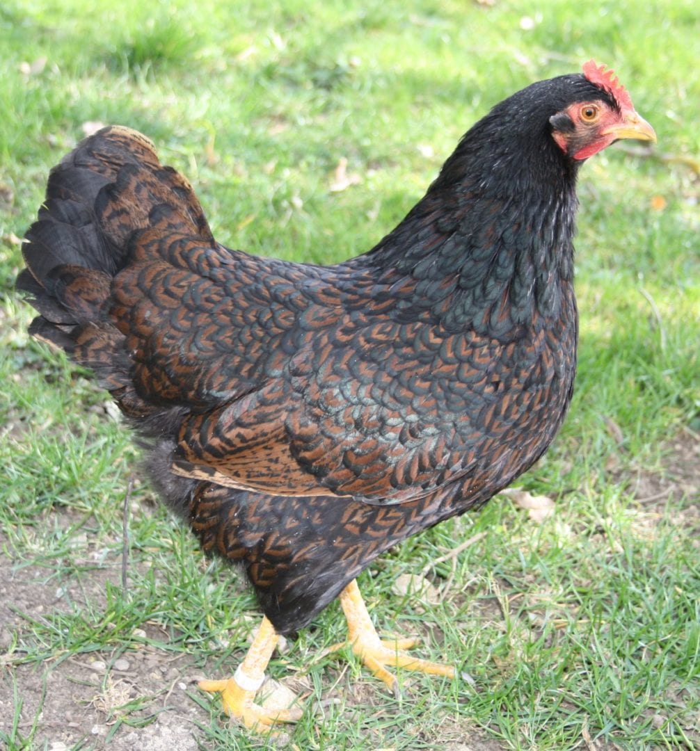 ZwergBarnevelder Genügsame und robuste Familienhühner