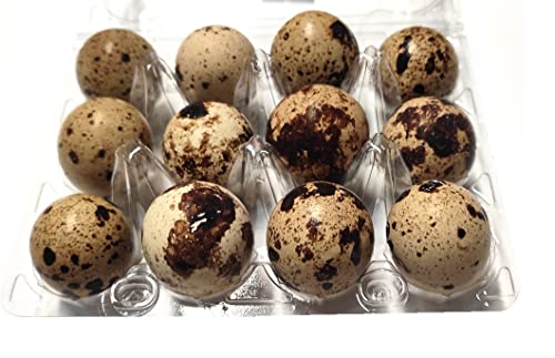 Wachteleier 12 Stück rohe frische Wachtel Eier leckere Delikatesse Speiseeier 120g