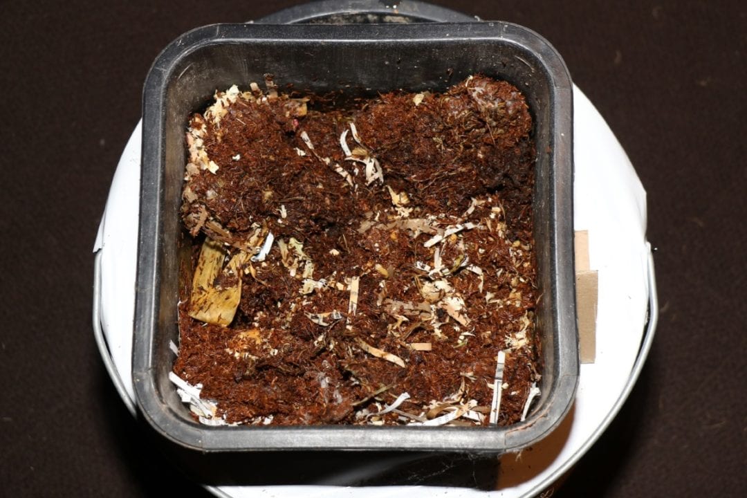 Bakterien und Pilze zersetzen