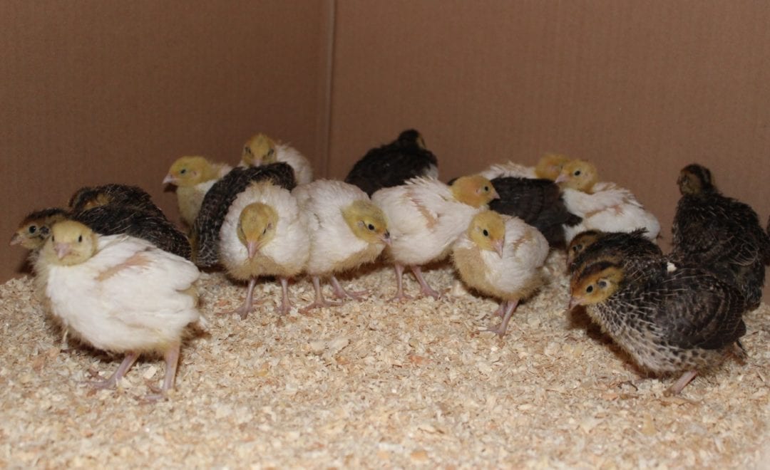 Kleintierstreu ab Tag 10 verwenden