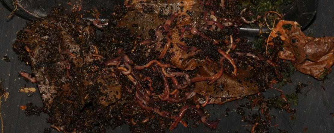 Kompostwürmer aus der Wurmfarm ernten