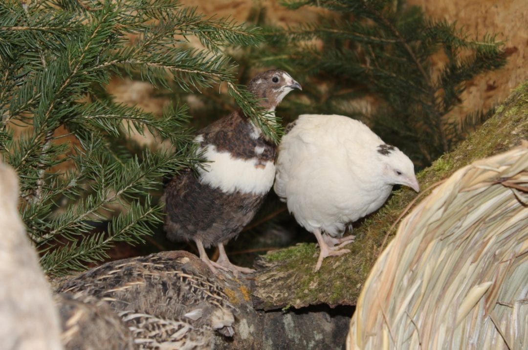 Naturnah eingerichteter Wachtelstall