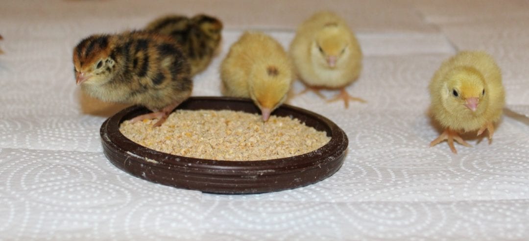 Futterschale für Wachtelkükenfutter