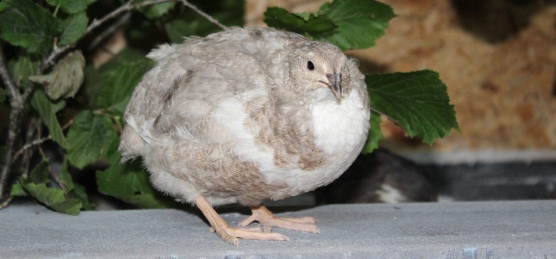 Können Wachteln fliegen?