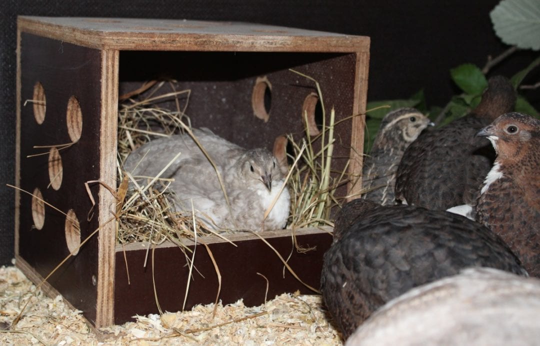 Wachteln legen Eier im Nest