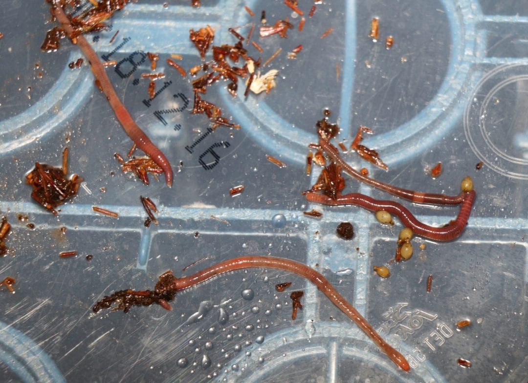 Würmer aus der Wurmfarm