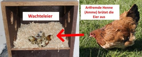 Ammenbrut durch eine andere Henne