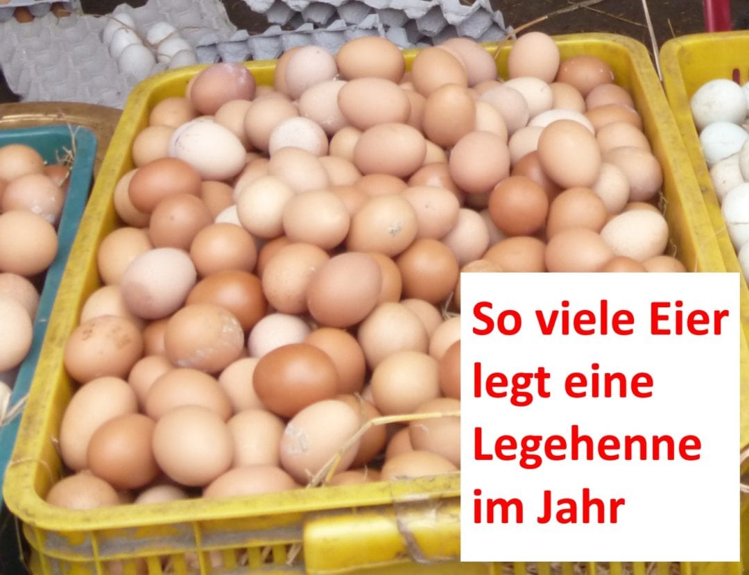 Viele Hühnereier