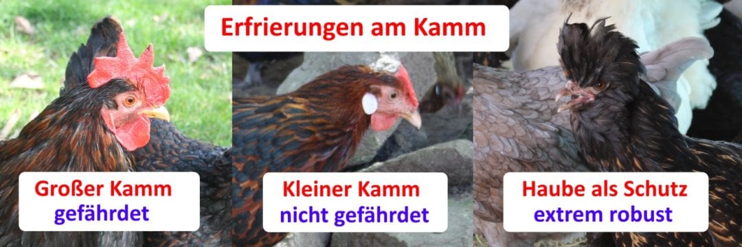 Kamm Erfrierungen - Kammarten