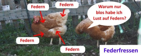 Federfressen bei Hühnern