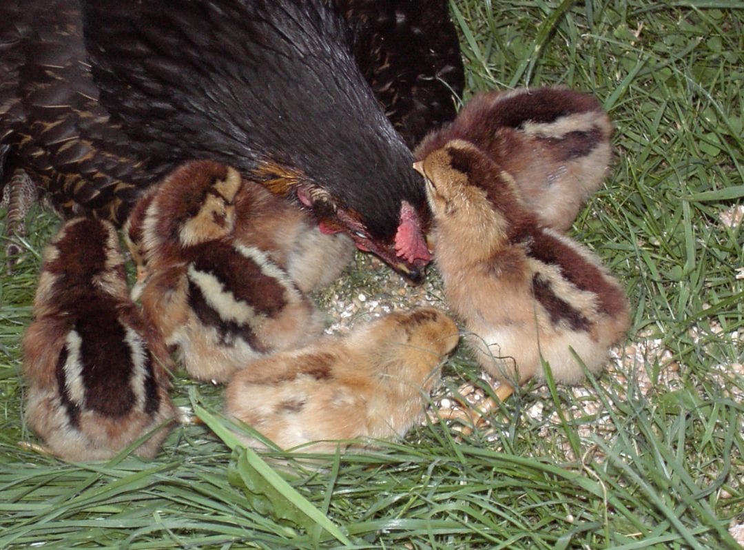 Glucke mit mehreren Küken