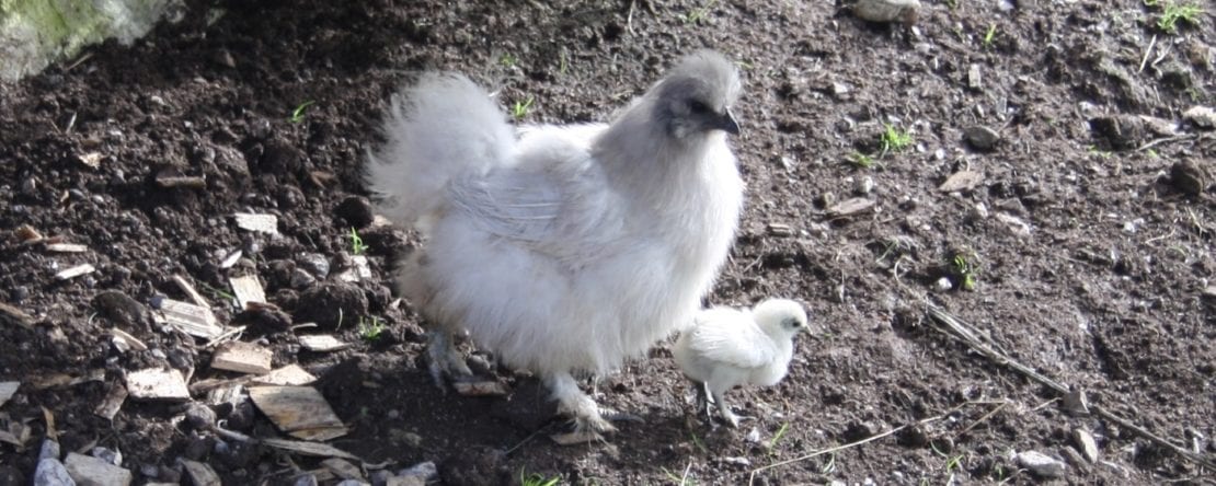 Glucke mit einzelnem Küken