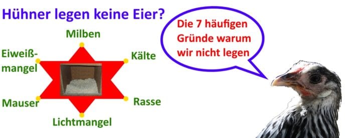 Wie viele Eier legt ein Huhn in der Woche? Legeleistung und Unterschiede