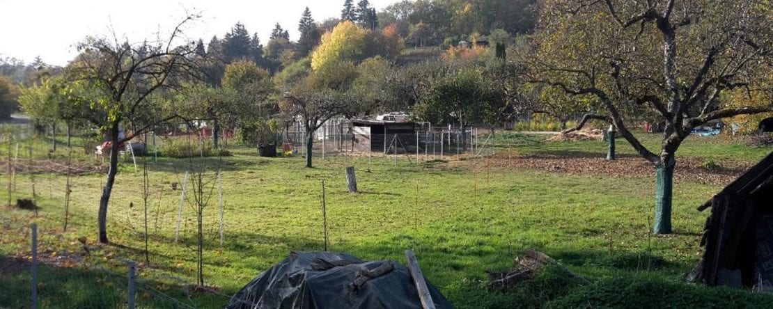 Hühner vor Raubvögeln schützen