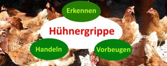 Hühnergrippe erkennen, behandeln und vorbeugen