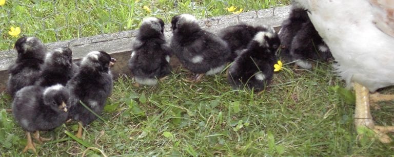Glucke Mit Küken Bei Den Anderen Hühnern Lassen