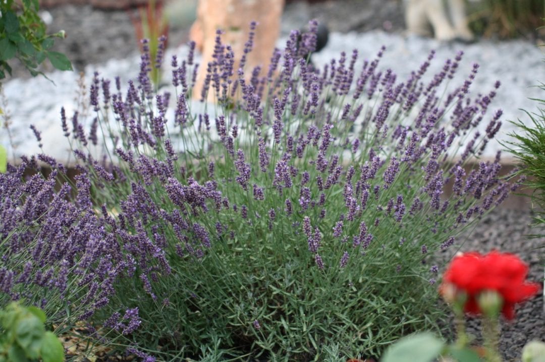 Lavendel beruhigt